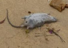 Rat washed up on beach