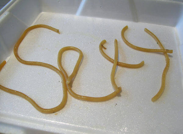 sexy noodles