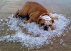 bulldog laying in ice
