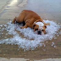 bulldog laying in ice