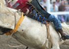 guy trying to hold on to bucking bronco at a rodeo