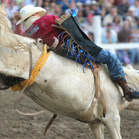 guy trying to hold on to bucking bronco at a rodeo